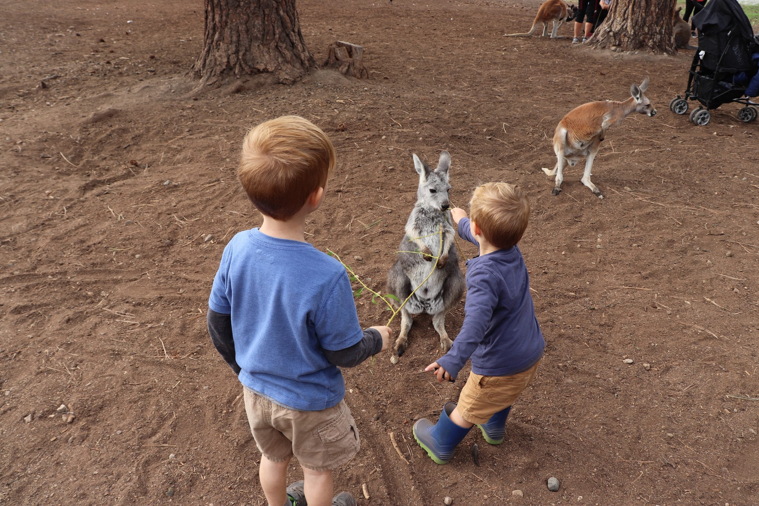 Kids feeding a kangorou