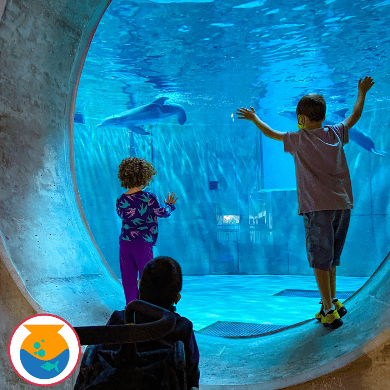 Three children and on child in a wheelchair, looking at an aquarium tank.