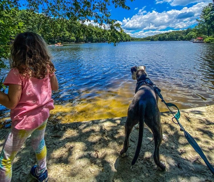 Little girl with her dog near a lake