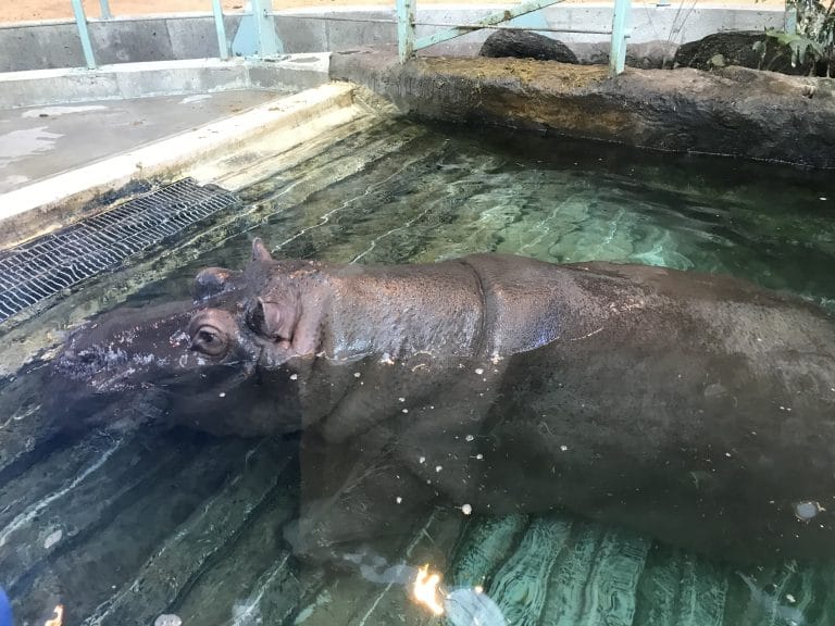 Hippo exhibit at the Calgary zoo