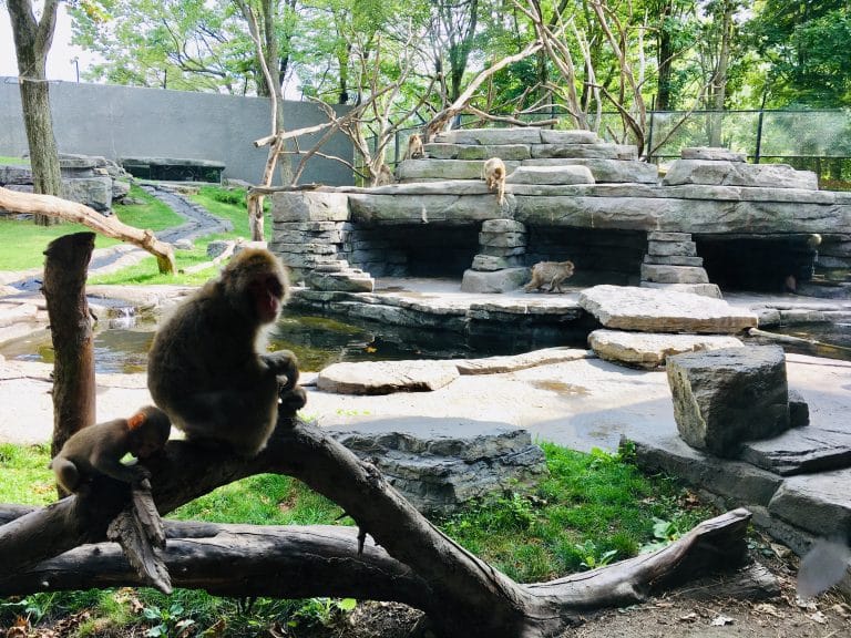 Monkey exhibit at the Granby zoo