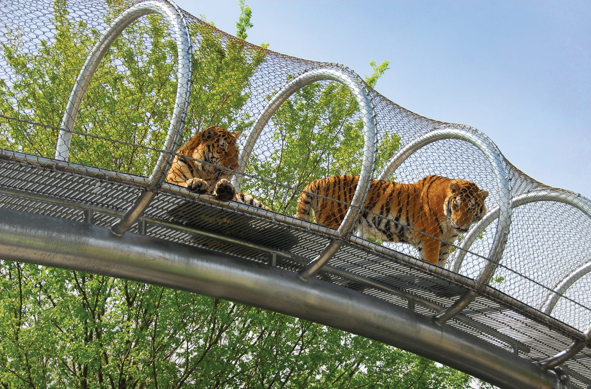 Tigers at the Philadelphia zoo. Best Zoos In the World for Kids blog cover