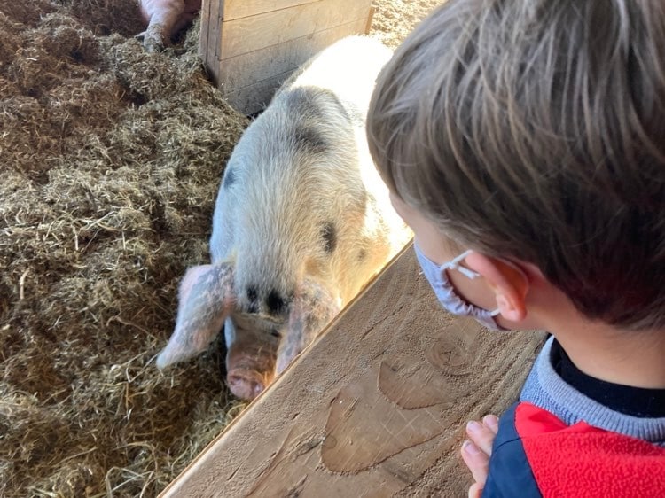 Boy looking at a pig during an epic family road trip in June Farm NY