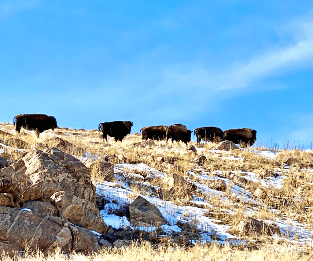 Bison herd in Utah National park