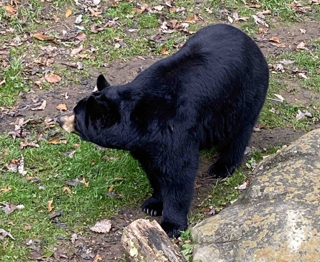 black bear at the WNC Nature Center