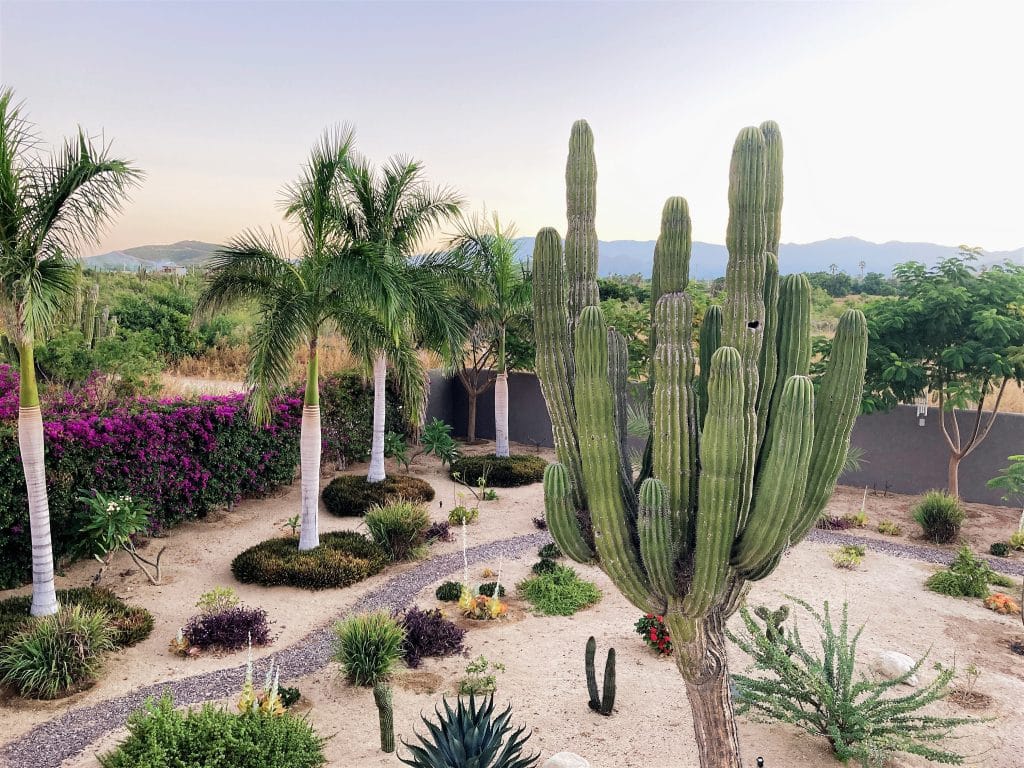 View of the Cacti Garden from Villa in Mexico