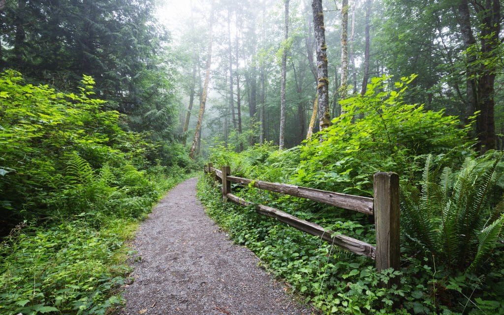 Trail in Tiger Mountain, Seattle