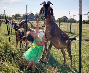 Things to do in Texas with kids blog cover - Child playing with a goat