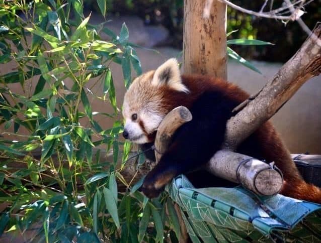 Red Panda in San Diego Zoo, California