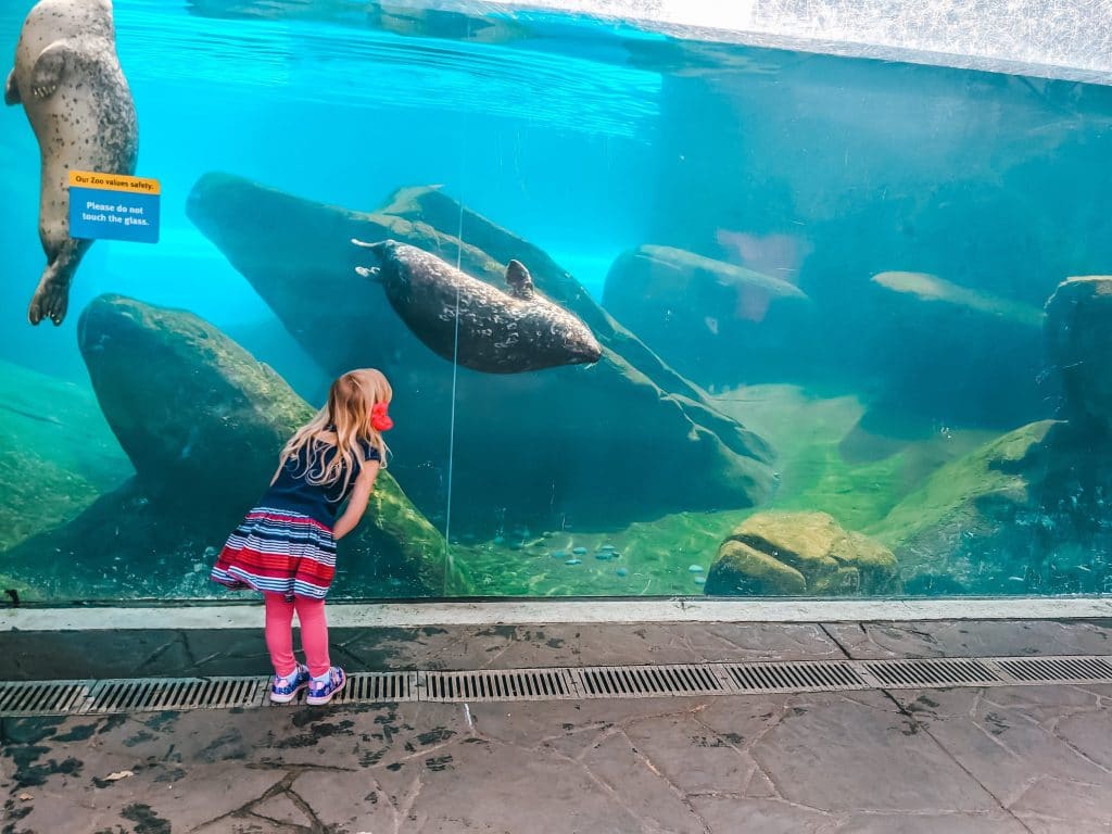 Little girl in front the sea lion exhibit in St Louis zoo.