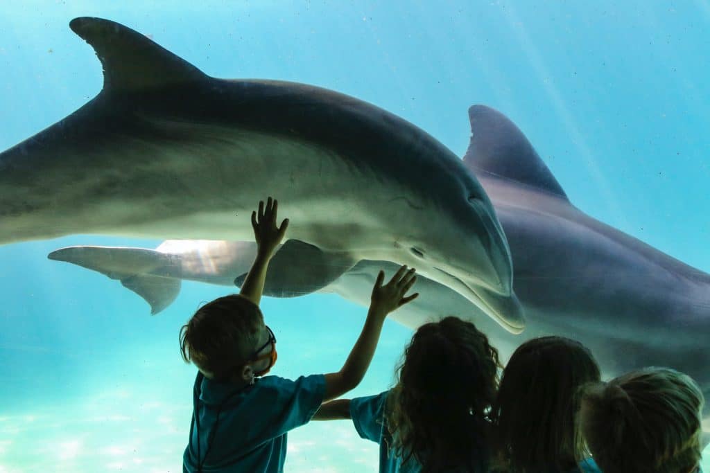 SeaWorld Dolphin exhibit