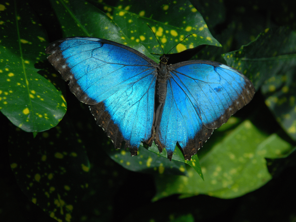 Blue Butterfly on plant