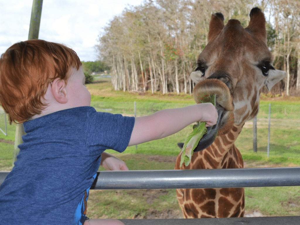 Little boy feeding a giraffe in Lion Country Safari