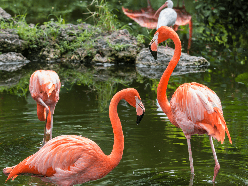 Pink Flamingos in natural habitat