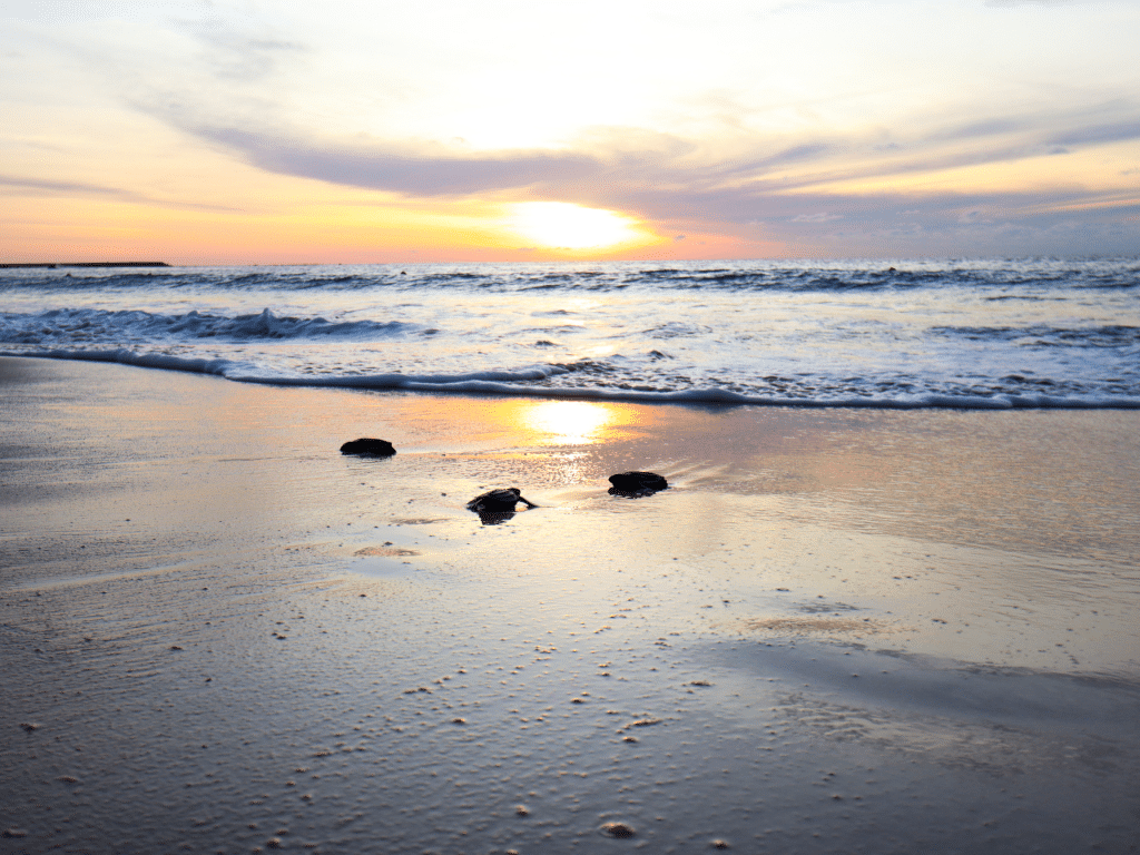 Baby turtles on the beach at sunset