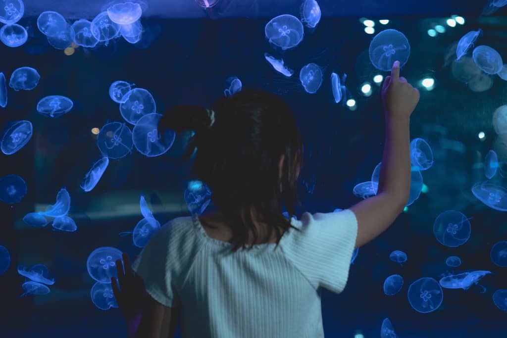 child viewing jellyfish in aquarium