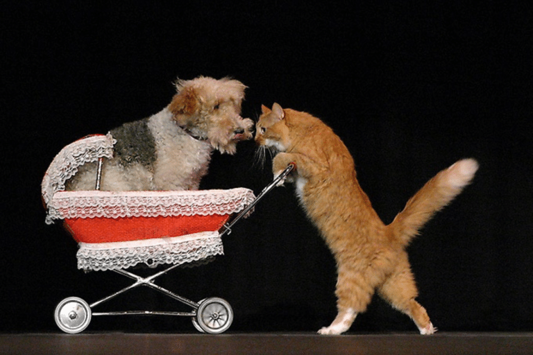 A dog in a stroller pushed by a cat on stage during the Popovich comedy pet show