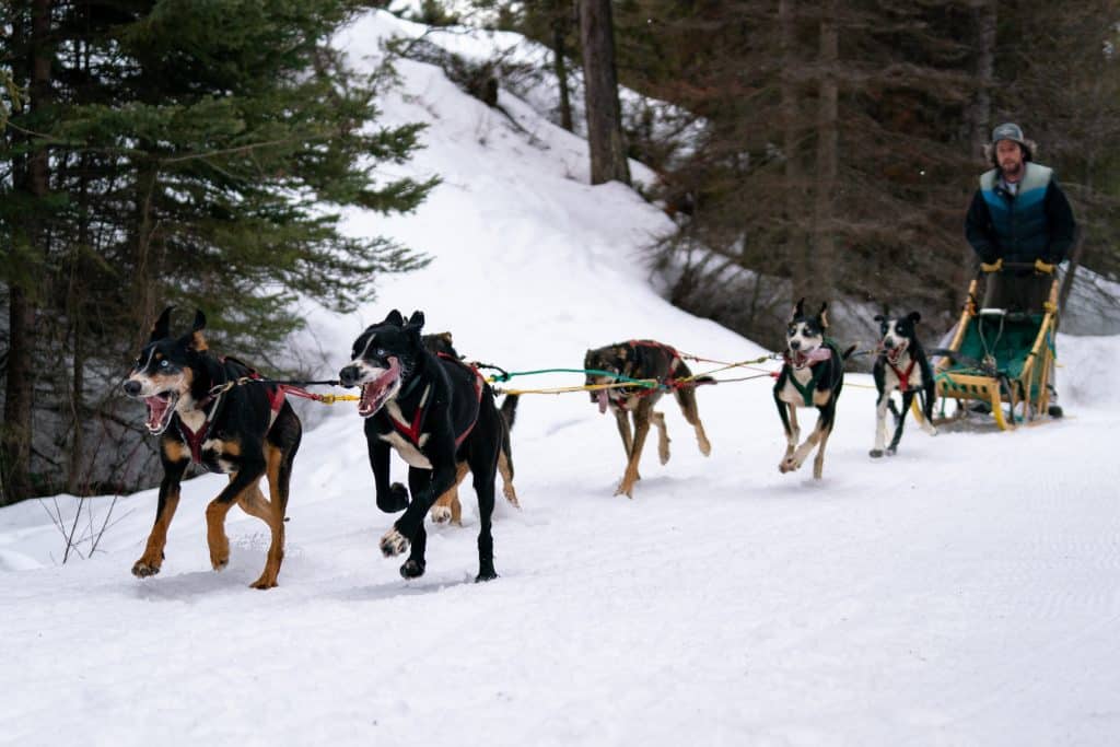 Dog Sledding in Montana, the best Christmas vacations for families loving the snow.