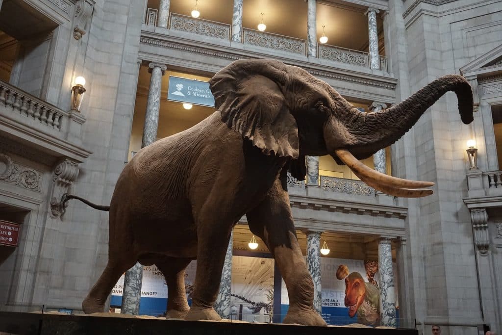 Elephant Specimen in Museum of Natural History in Washington D.C