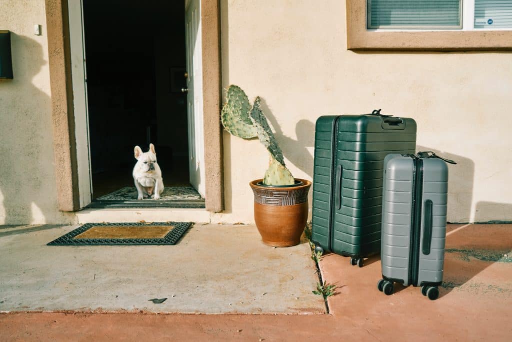 A pet waiting at the front door for travel