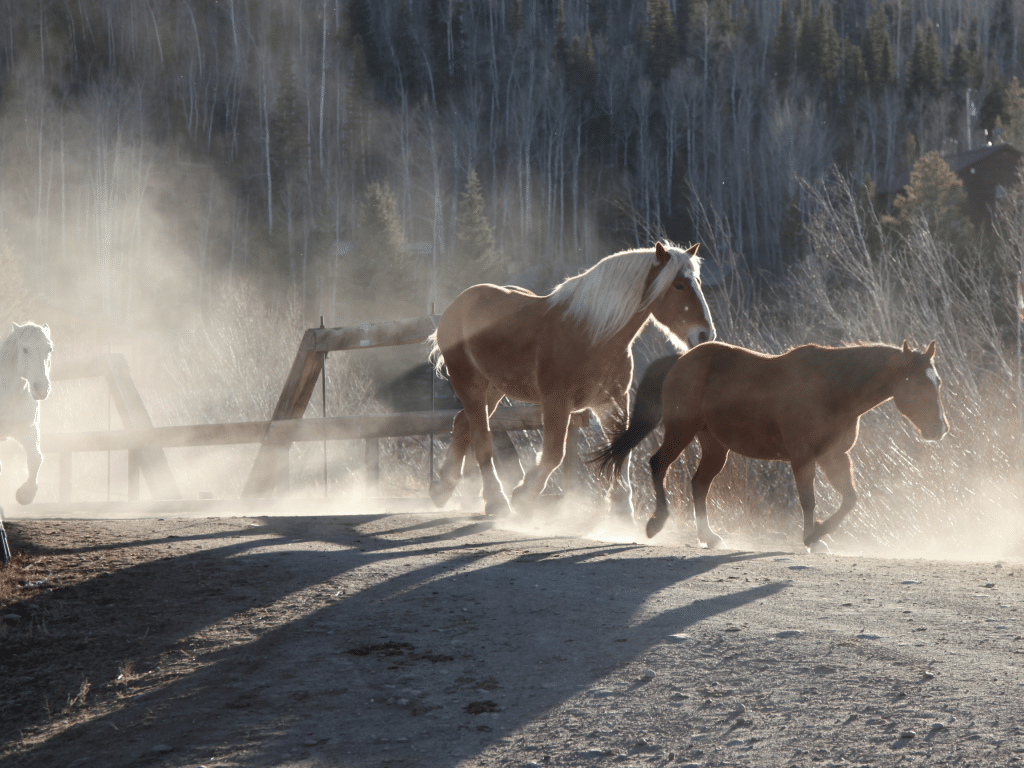 Horses in Dude Ranch running