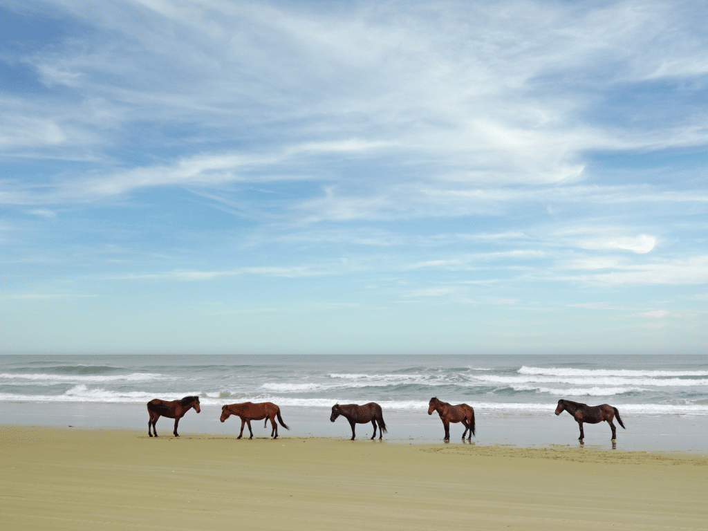 Wild horses on the beach in the Outerbanks North Carolina