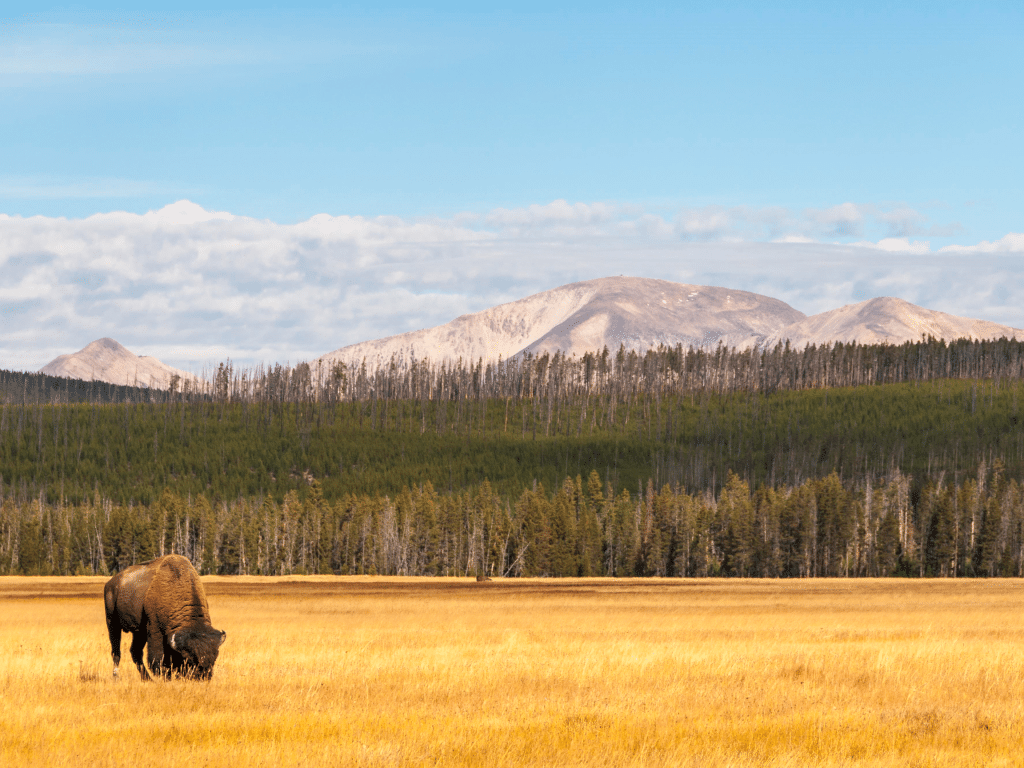 Bison on a field