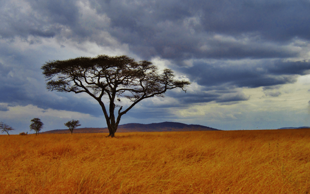 Scenery in Africa