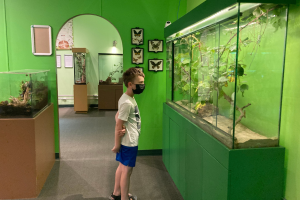 Little boy enjoying the bug zoo in Victoria BC canada