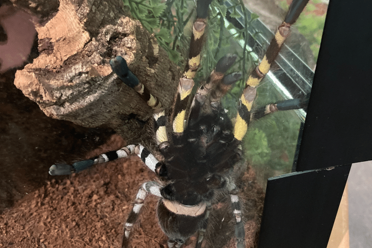 Spider crawling up its terrarium at the bug zoo